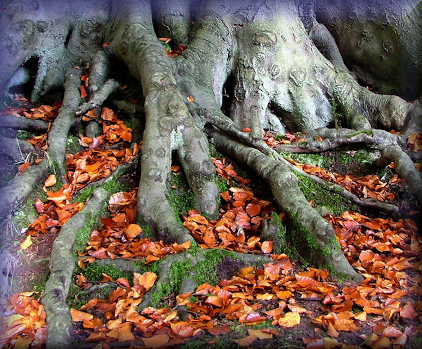 Strong Tree Roots